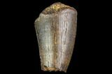 Serrated, Partial Tyrannosaur Tooth - Montana #111011-1